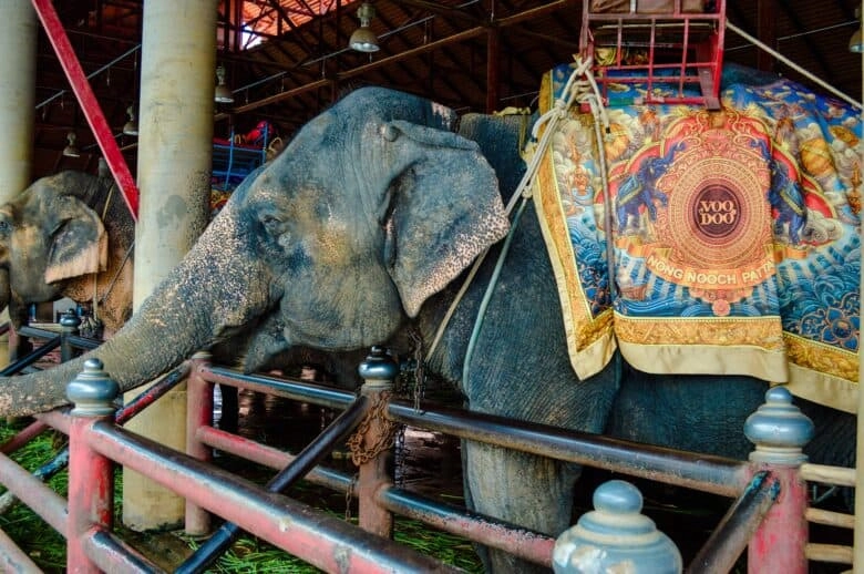 Elefanti Sacri Thailandia