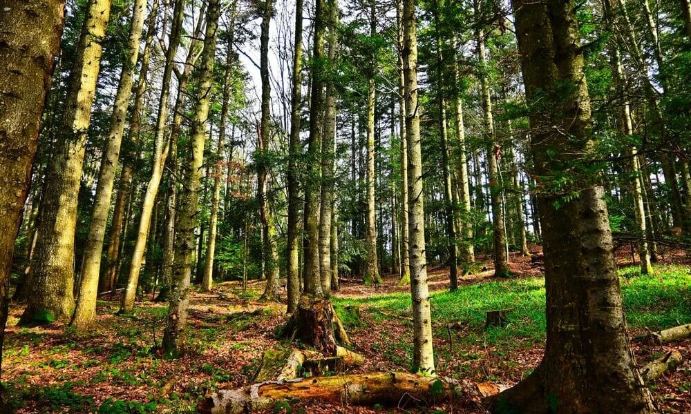 I boschi da esplorare in autunno